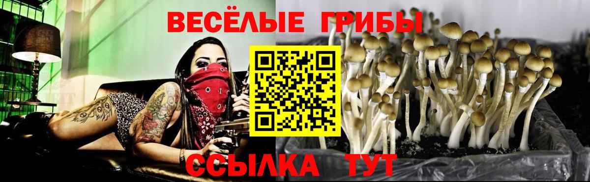 Псилоцибиновые грибы GOLDEN TEACHER  Вход с VPN  Избербаш 